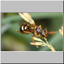 Mellinus crabroneus - Grabwespe w20 12mm - OS-Wallenhorst Sandgrube.jpg